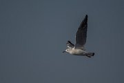 DPPhotography - Oman - Black-headed gull - D