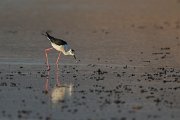 DPPhotography - Oman - Black-winged stilt - A