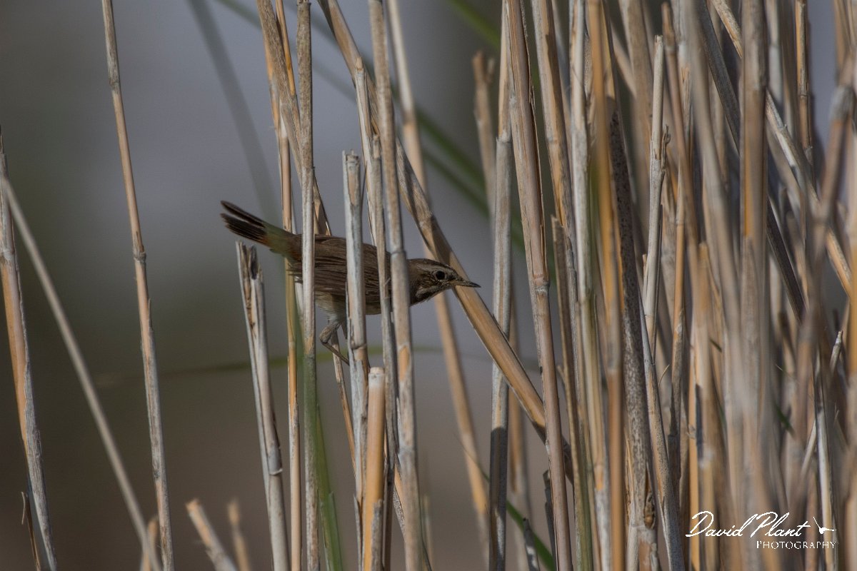 DPPhotography - Oman - Bluethroat - A.jpg - Bluethroat - Muntasar Oasis, Oman