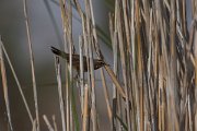 DPPhotography - Oman - Bluethroat - A