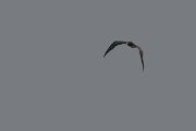 DPPhotography - Oman - Brown booby - A