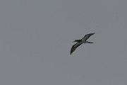 DPPhotography - Oman - Brown booby - B