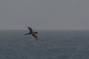 DPPhotography - Oman - Brown booby - C