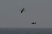 DPPhotography - Oman - Brown booby - D
