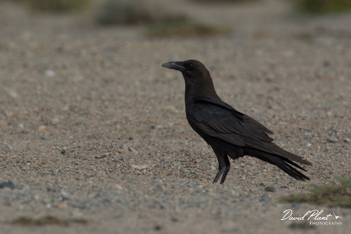 DPPhotography - Oman - Brown-necked raven - A.jpg - Brown-necked raven - Masirah Island, Oman