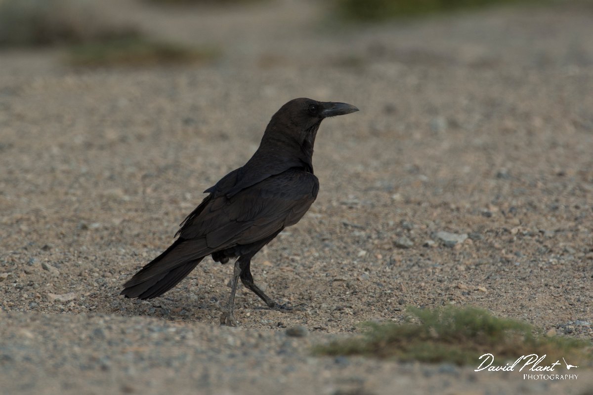 DPPhotography - Oman - Brown-necked raven - B.jpg - Brown-necked raven - Masirah Island, Oman