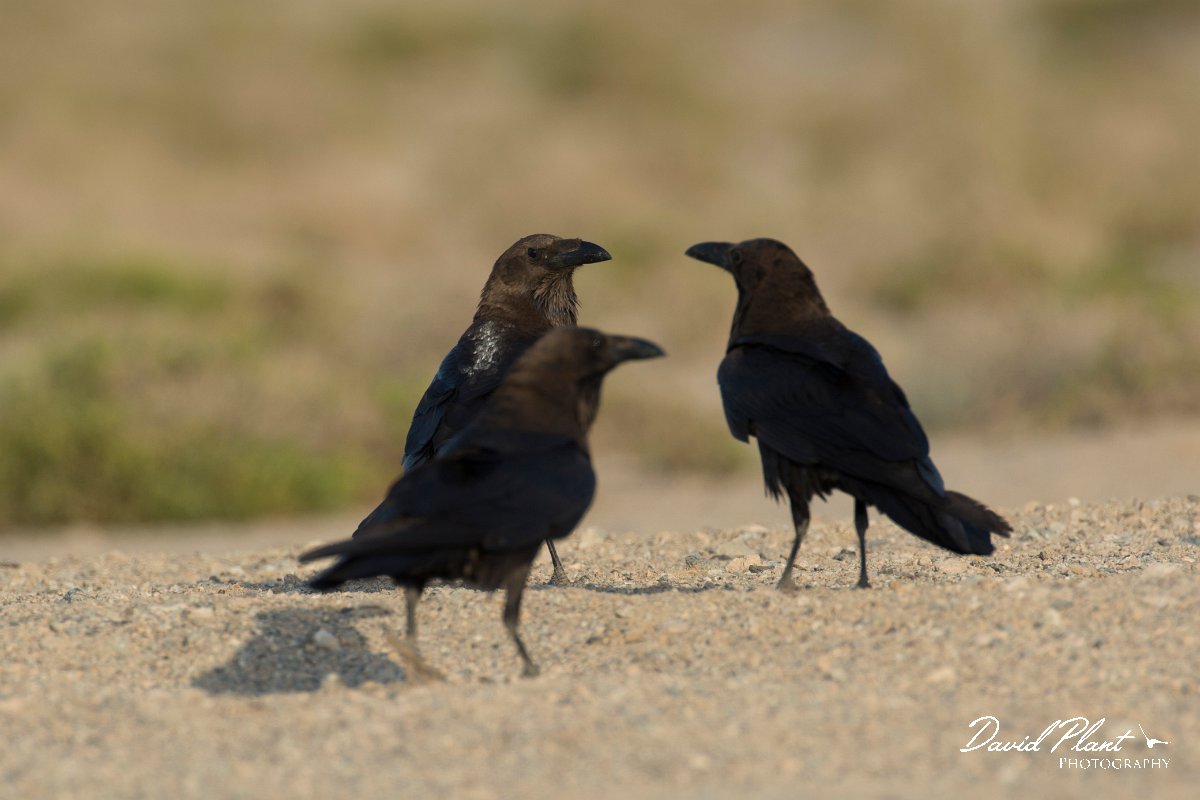 DPPhotography - Oman - Brown-necked raven - C.jpg - Brown-necked raven - Masirah Island, Oman