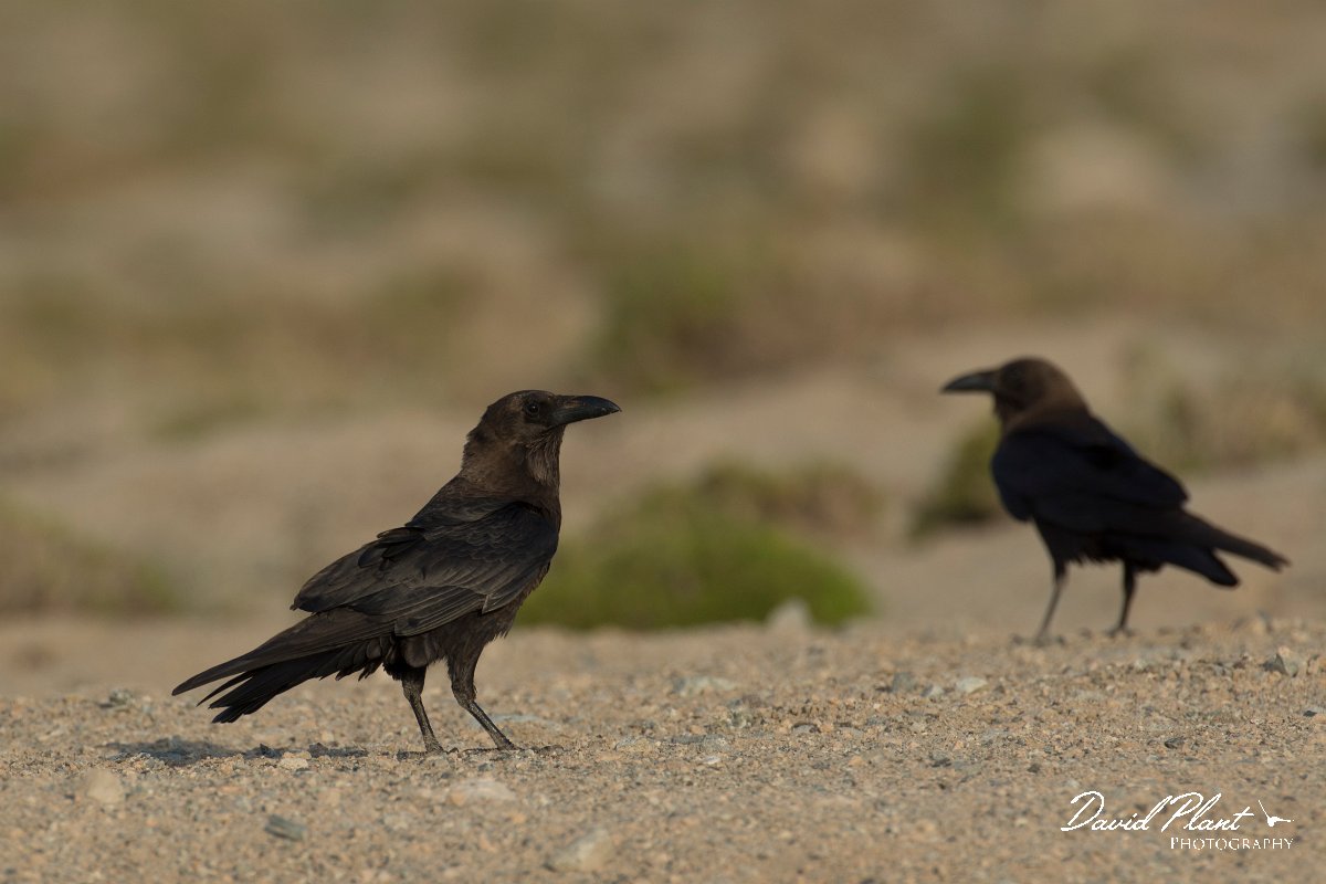DPPhotography - Oman - Brown-necked raven - E.jpg - Brown-necked raven - Masirah Island, Oman