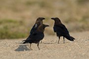 DPPhotography - Oman - Brown-necked raven - C