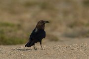 DPPhotography - Oman - Brown-necked raven - D