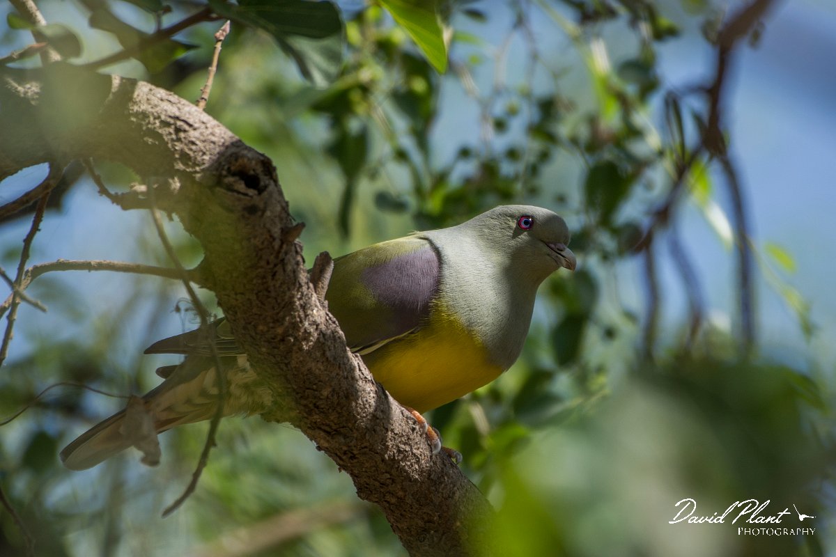 DPPhotography - Oman - Bruce's green pigeon - D.jpg - Bruce's green pigeon - Wadi Darbat, Oman
