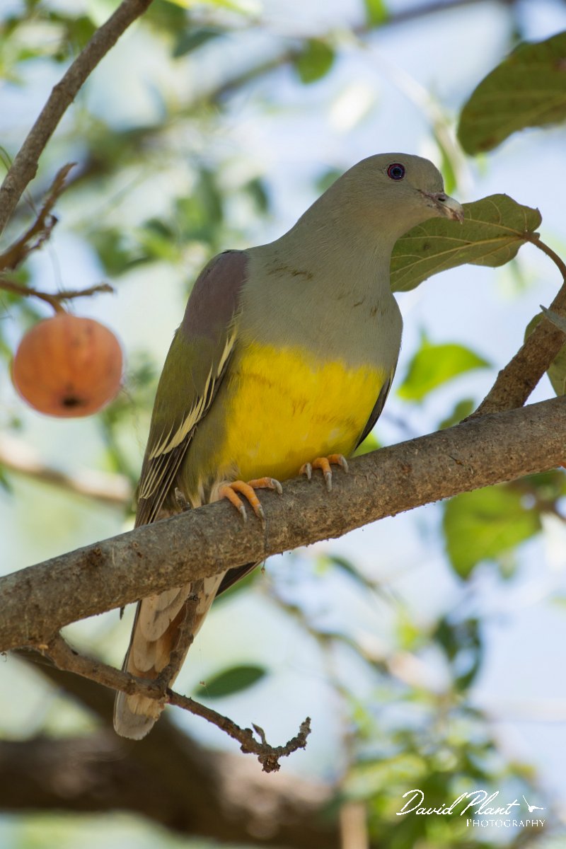DPPhotography - Oman - Bruce's green pigeon - F.jpg - Bruce's green pigeon - Wadi Darbat, Oman