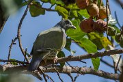 DPPhotography - Oman - Bruce's green pigeon - A