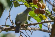 DPPhotography - Oman - Bruce's green pigeon - B
