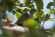 DPPhotography - Oman - Bruce's green pigeon - C