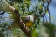 DPPhotography - Oman - Bruce's green pigeon - D