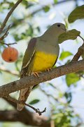 DPPhotography - Oman - Bruce's green pigeon - F