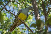 DPPhotography - Oman - Bruce's green pigeon - G