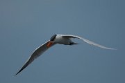 DPPhotography - Oman - Caspian tern - A