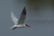DPPhotography - Oman - Caspian tern - B
