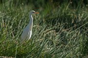 DPPhotography - Oman - Cattle egret - A