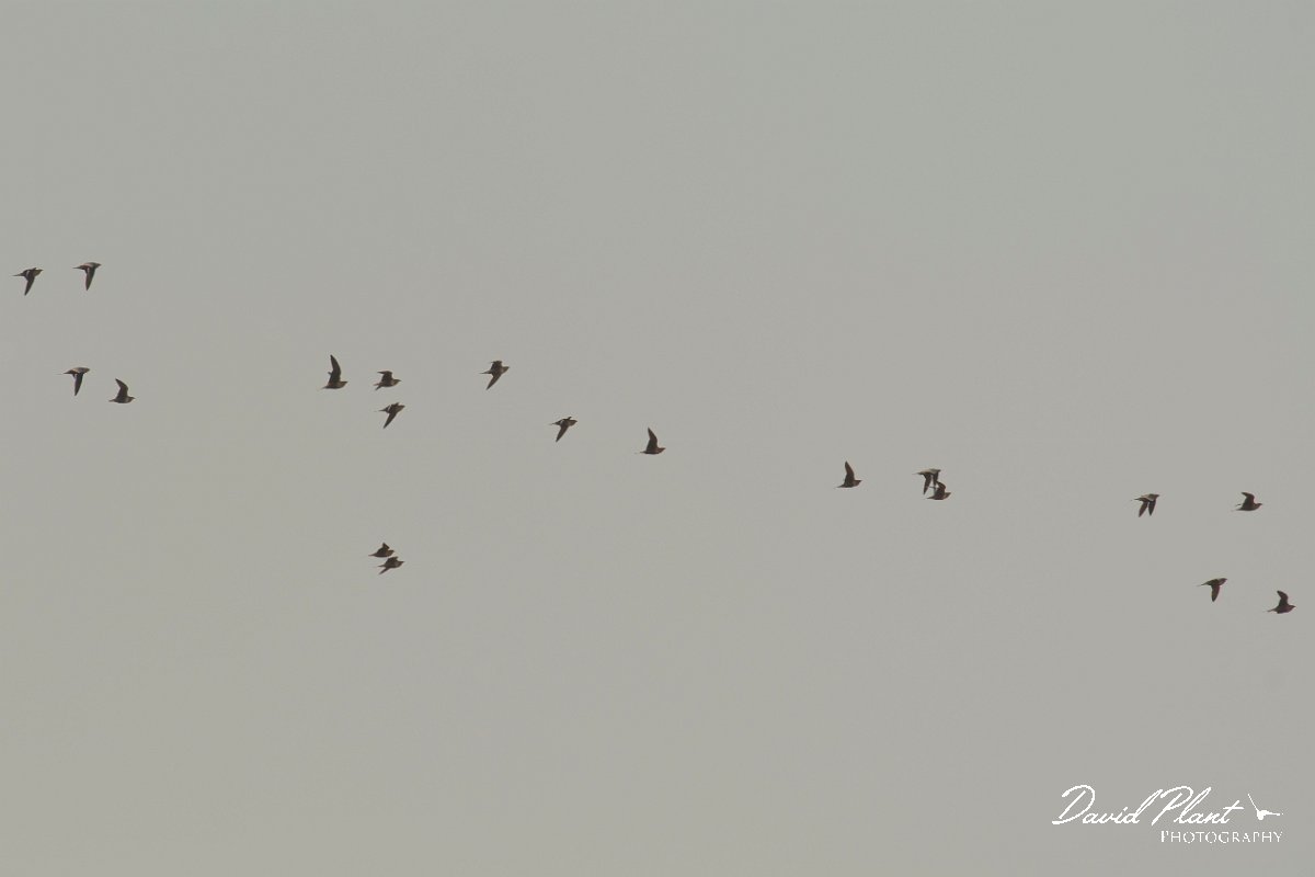 DPPhotography - Oman - Chestnut-bellied sandgrouse - A.jpg - Chestnut-bellied sandgrouse - Ar-Ramayli, Oman