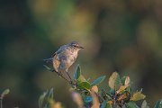 DPPhotography - Oman - Chiffchaff - A