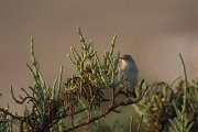 DPPhotography - Oman - Chiffchaff - C