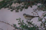 DPPhotography - Oman - Chiffchaff - D