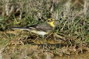 DPPhotography - Oman - Citrine wagtail - A