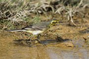 DPPhotography - Oman - Citrine wagtail - B