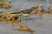 DPPhotography - Oman - Citrine wagtail - C