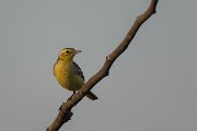 DPPhotography - Oman - Citrine wagtail - D