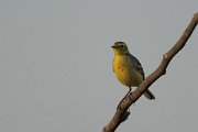 DPPhotography - Oman - Citrine wagtail - E