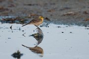 DPPhotography - Oman - Citrine wagtail - F