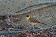 DPPhotography - Oman - Citrine wagtail - G