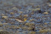 DPPhotography - Oman - Citrine wagtail - H