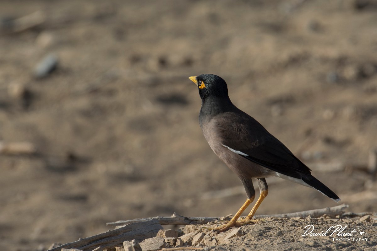 DPPhotography - Oman - Common myna - A.jpg - Common myna - Daghmar, Oman