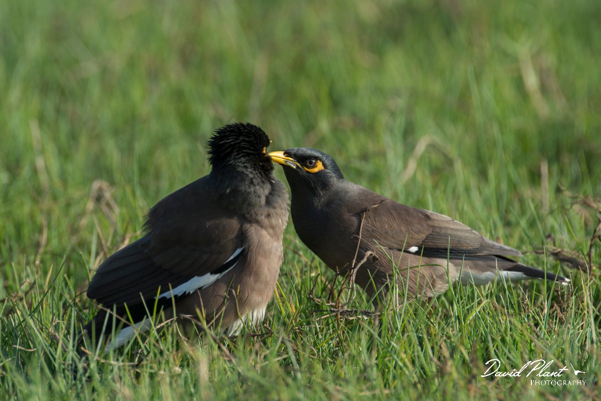 DPPhotography - Oman - Common myna - B.jpg - Common myna - Daghmar, Oman