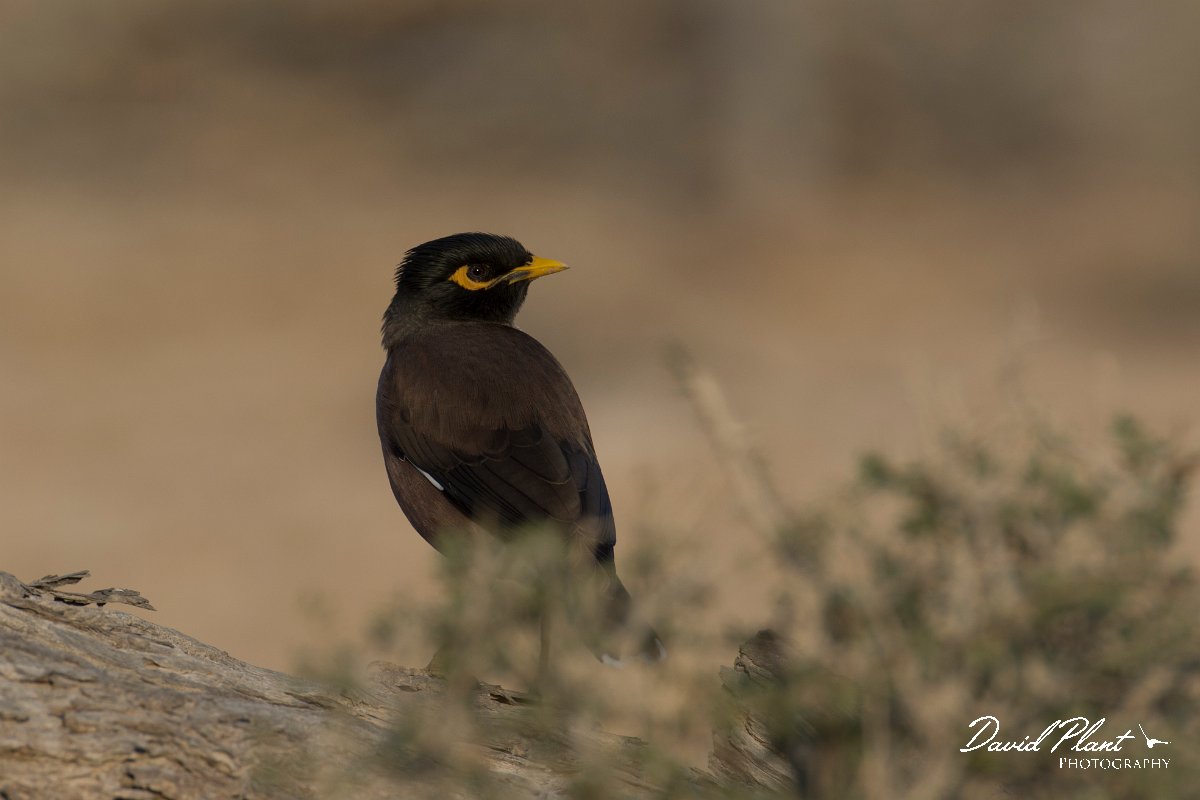 DPPhotography - Oman - Common myna - D.jpg - Common myna - Khatmat Milahah, Oman