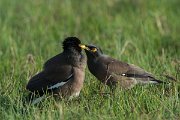 DPPhotography - Oman - Common myna - B