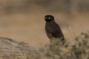DPPhotography - Oman - Common myna - C