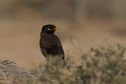DPPhotography - Oman - Common myna - D