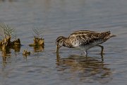 DPPhotography - Oman - Common snipe - A