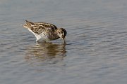 DPPhotography - Oman - Common snipe - C