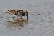 DPPhotography - Oman - Common snipe - D