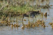DPPhotography - Oman - Common snipe - F
