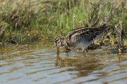 DPPhotography - Oman - Common snipe - G