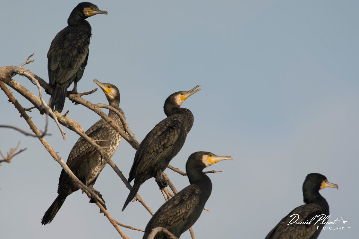 DPPhotography - Oman - Cormorant - B.jpg - Cormorant - Masirah Island sewage works, Oman