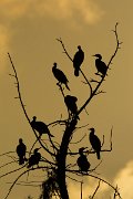 DPPhotography - Oman - Cormorant - A